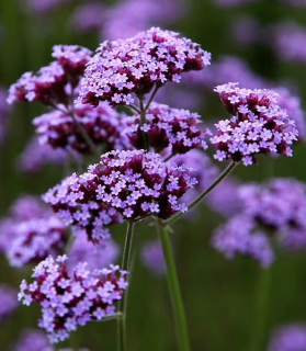 Verbena bonariensis 'Violet Blue'